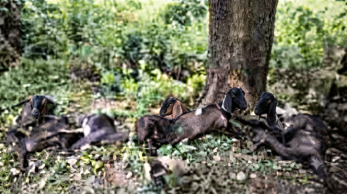 आकाशीय बिजली गिरने से 8 बकरियों की मौत, दो घायल